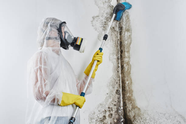 Best Commercial Mold Remediation in Home Gardens, CA