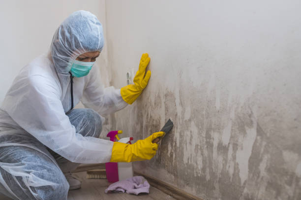 Best White Mold Remediation in Home Gardens, CA