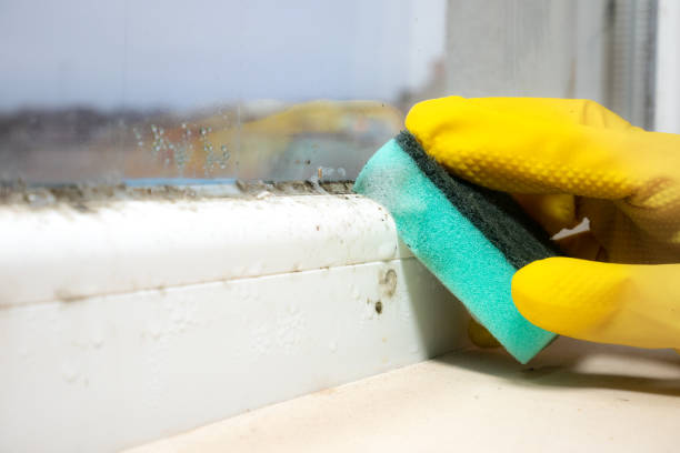 Home Gardens, CA Mold Remediation Company