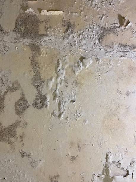 Trusted Home Gardens, CA Mold Remediation Experts