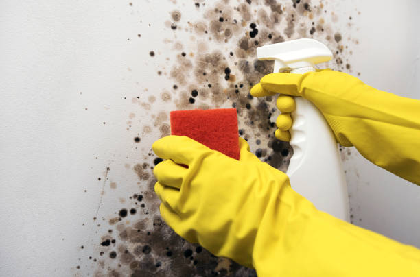 Best Mold Remediation for Schools in Home Gardens, CA