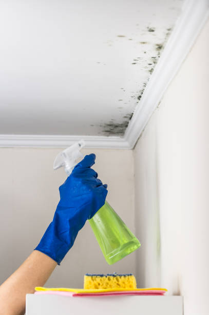 Best Emergency Mold Remediation in Home Gardens, CA